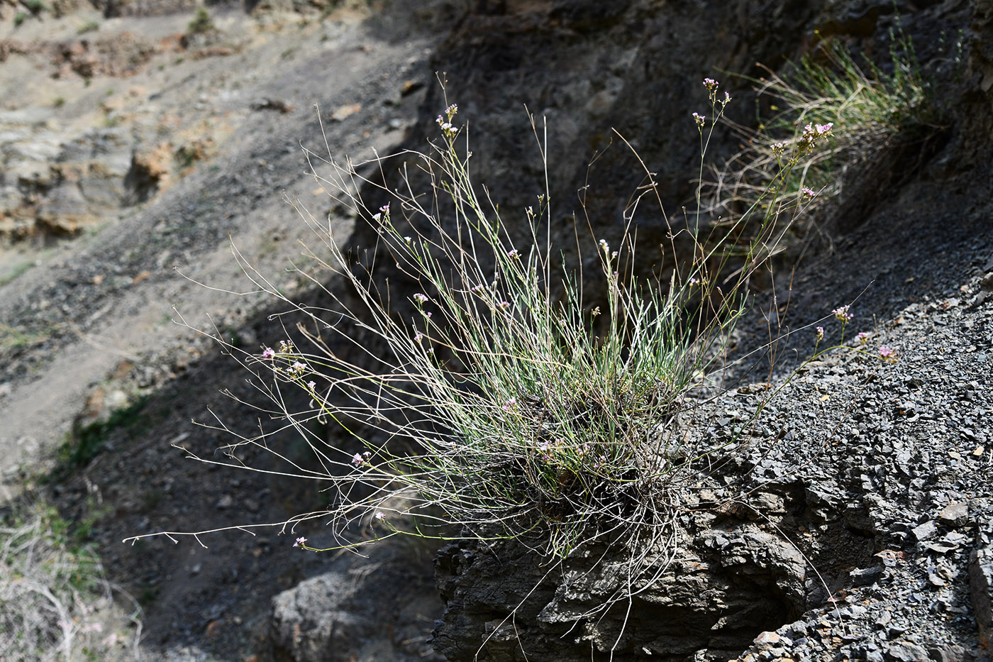 Image of Gypsophila patrinii specimen.