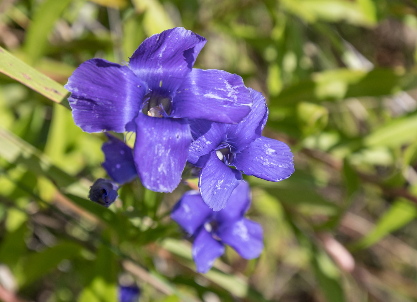 Изображение особи Gentianopsis barbata.