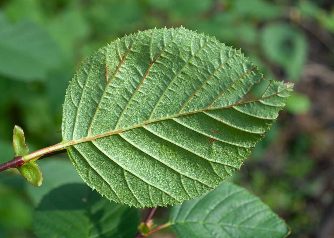 Изображение особи Duschekia fruticosa.