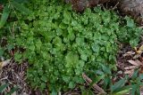 Circaea alpina