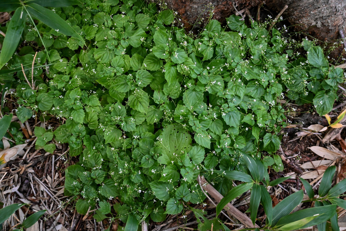 Изображение особи Circaea alpina.