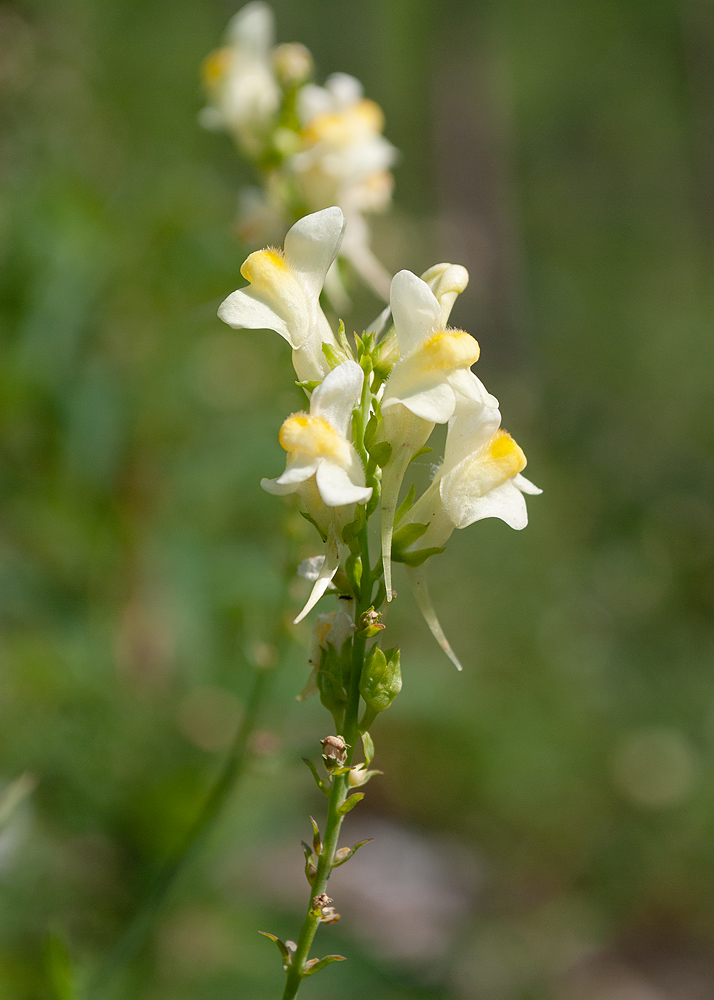 Изображение особи Linaria acutiloba.