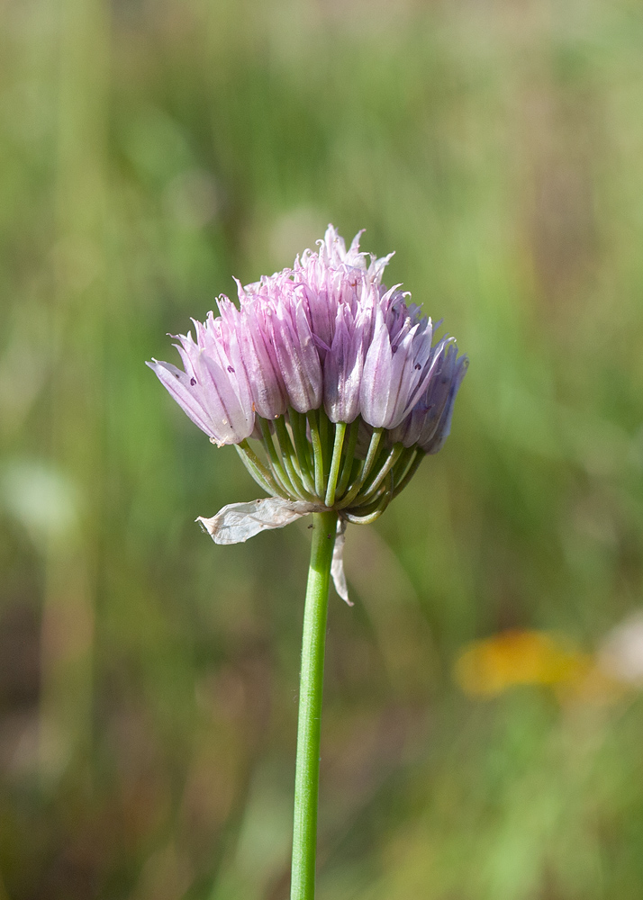 Image of Allium schoenoprasum specimen.