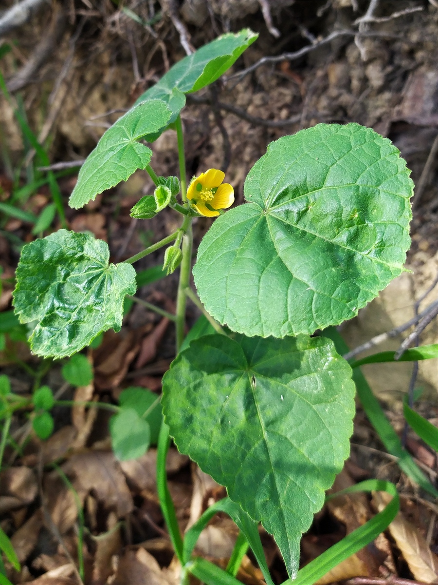 Изображение особи Abutilon theophrasti.