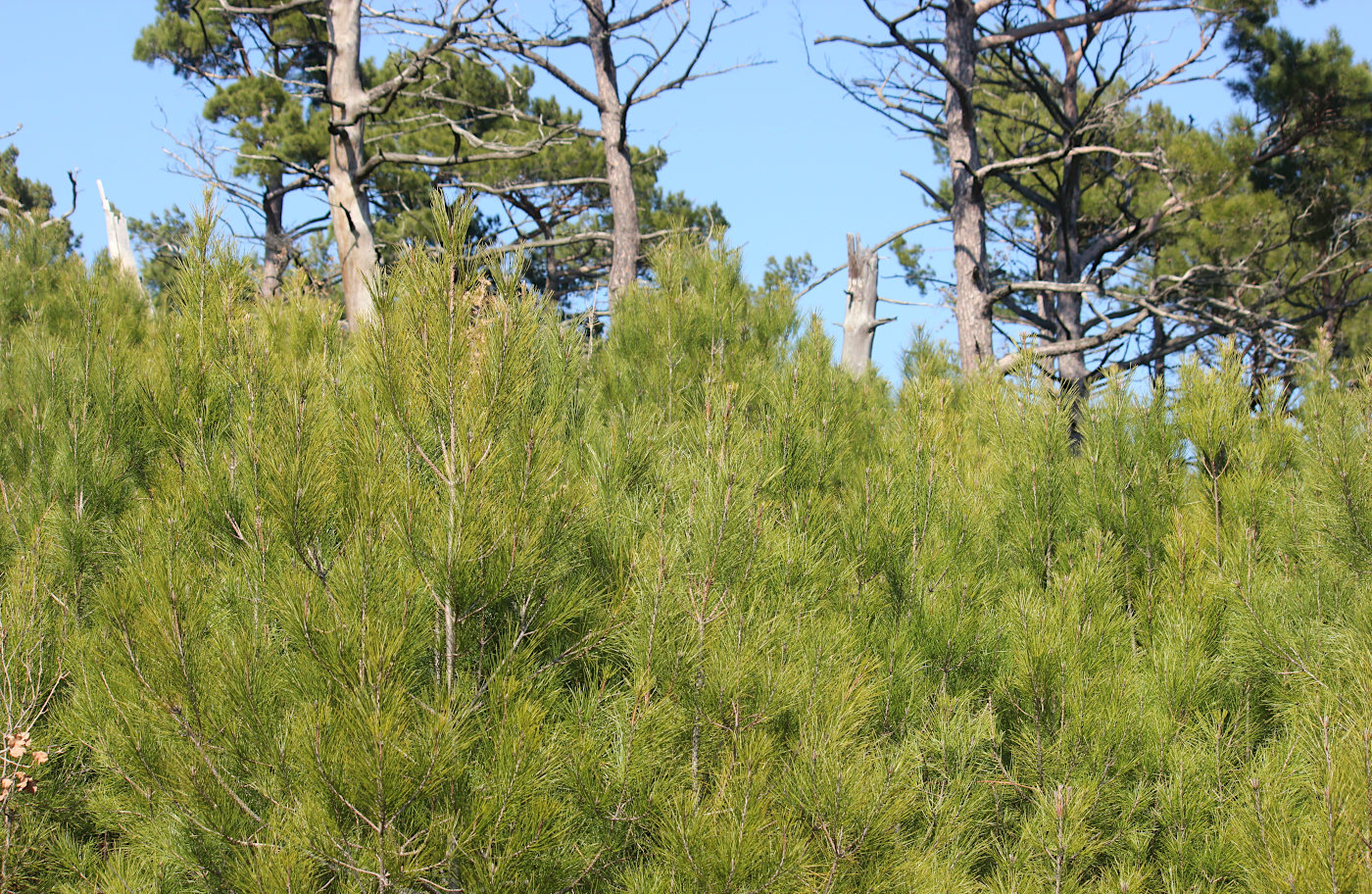 Image of Pinus pityusa specimen.