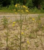 Crepis tectorum. Цветущее растение. Чувашия, окр. г. Шумерля, Песчаная дорога на Водозабор. 18 июня 2010 г.