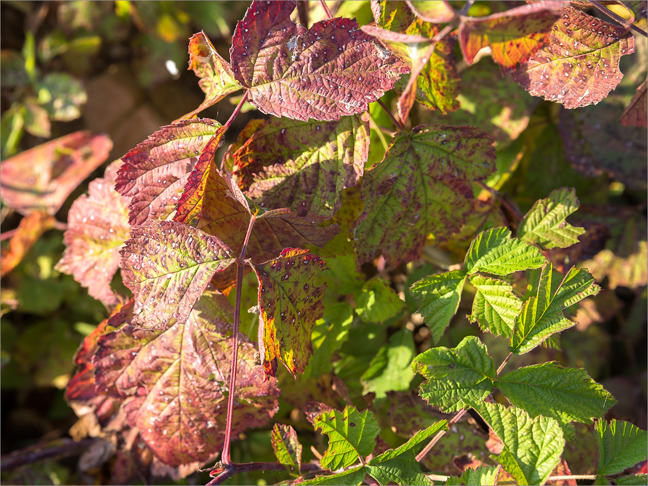 Изображение особи Rubus caesius.
