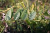 Lathyrus pisiformis