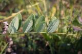 Lathyrus pisiformis. Лист. Пермский край, г. Пермь, Индустриальный р-н, разнотравный луг. 04.08.2023.