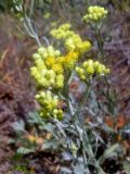 Helichrysum arenarium