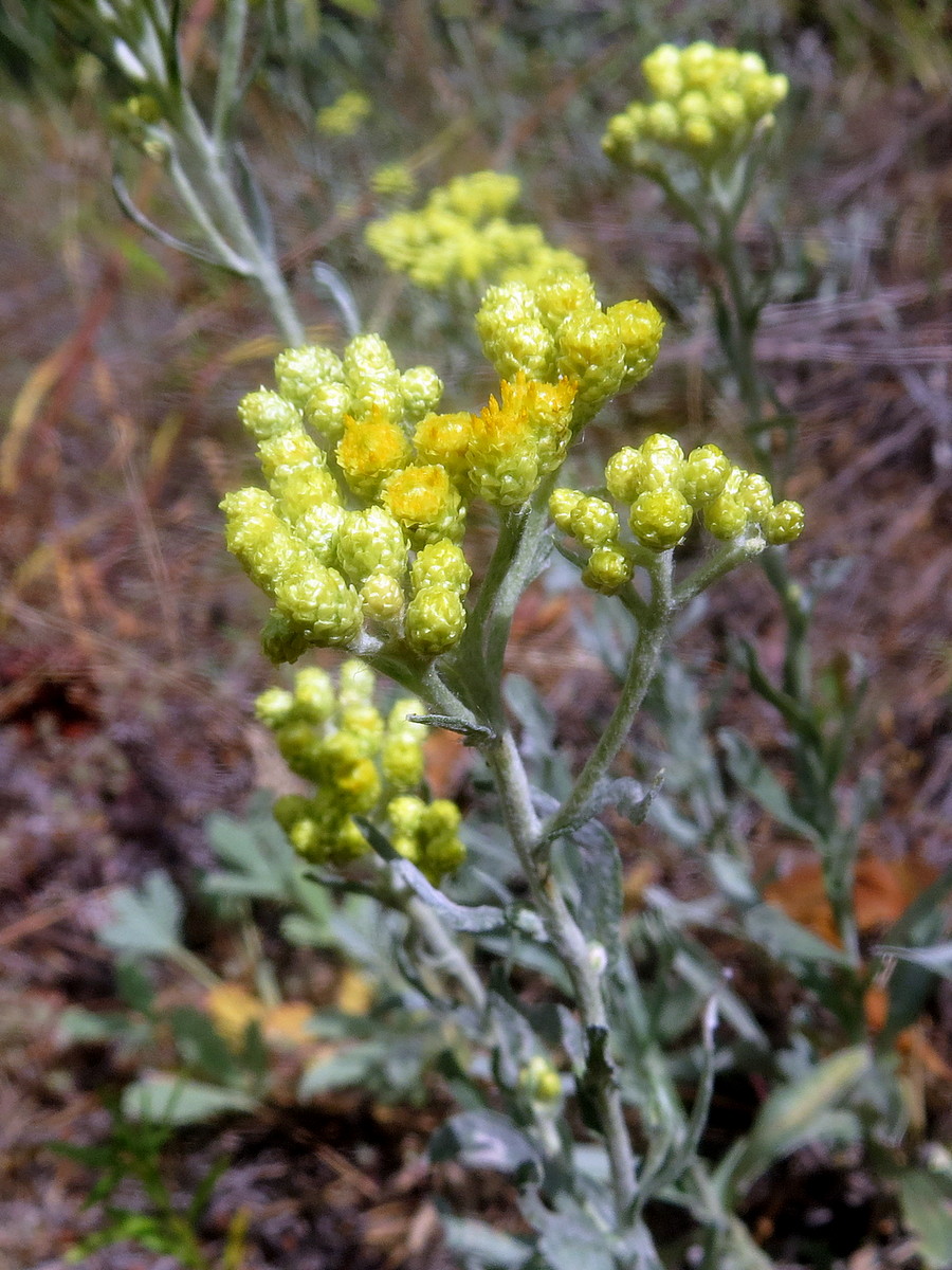 Изображение особи Helichrysum arenarium.