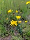 Hieracium umbellatum. Соцветия. Краснодарский край, городской округ Сочи, Центральный р-н, Мамайский лесопарк, опушка смешанного леса. 12.09.2021.