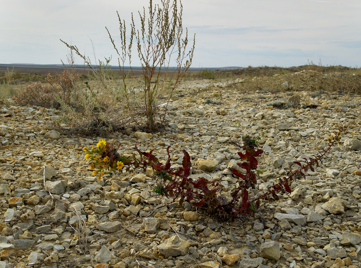 Image of Hieracium virosum specimen.