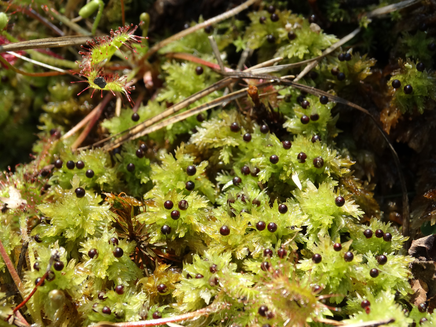 Изображение особи Sphagnum compactum.