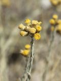 Helichrysum nuratavicum. Верхушка побега с общим соцветием. Узбекистан, Джизакская обл., хр. Нуратау, Нуратинский заповедник, водораздельный гребень хребта вблизи перевала Хаят и вершины Хаят-Баши (высшая точка хр. Нуратау, 2169 м), около 2150 м н.у.м., горная степь. 23.07.2014.