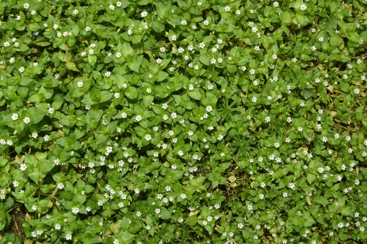 Image of Stellaria media specimen.