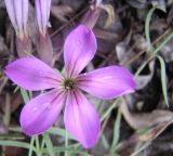 Dianthus repens. Цветок. Магаданская обл., Ольский р-н, окр. пос. Гадля. 24.07.2008.