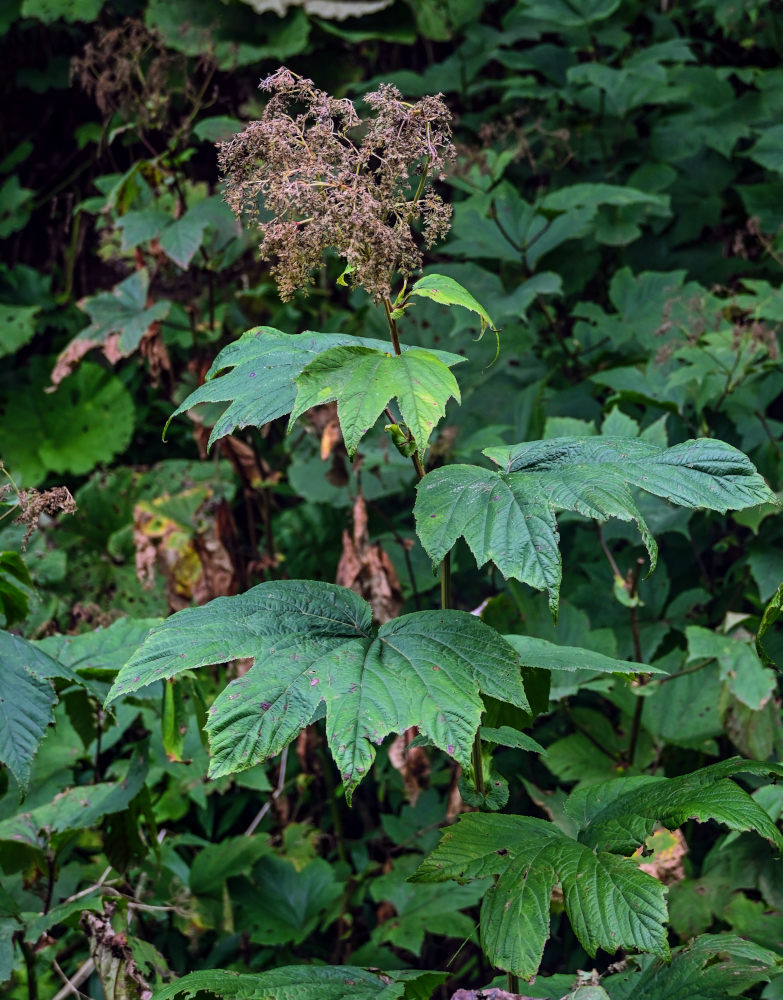 Image of Filipendula camtschatica specimen.