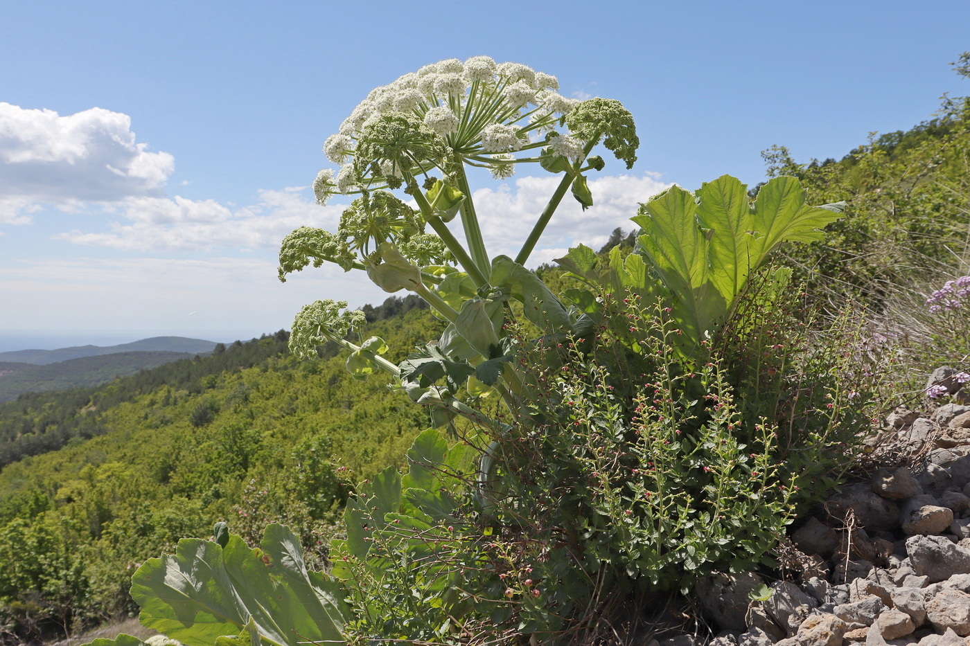 Изображение особи Heracleum stevenii.