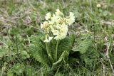 Primula ruprechtii