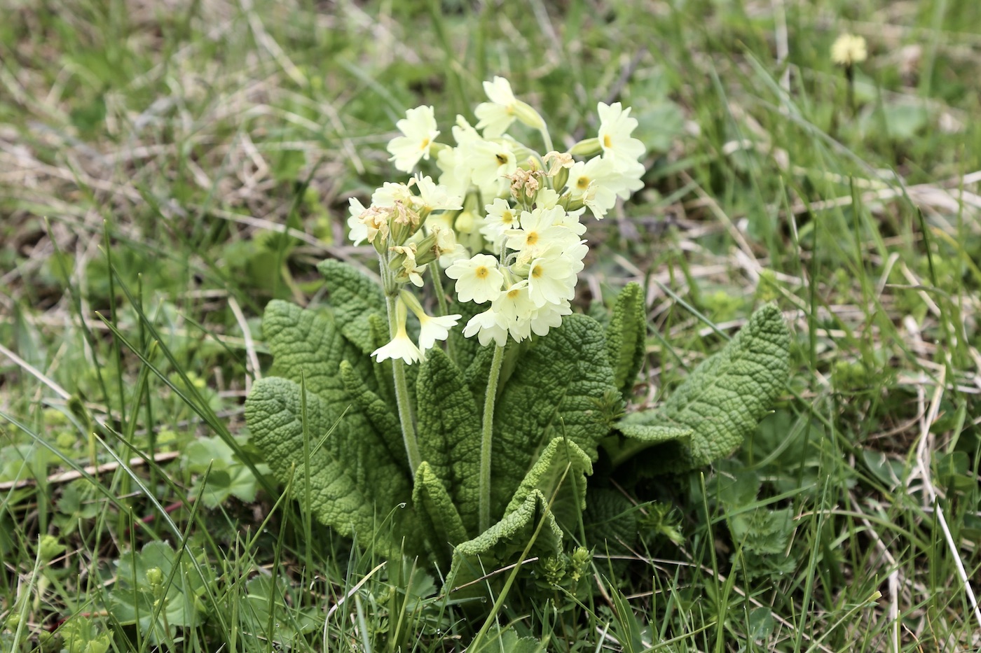 Изображение особи Primula ruprechtii.