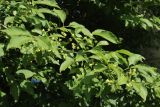 Euonymus europaeus