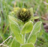 Inula orientalis. Верхушка расцветающего растения. Бурые волоски помимо листочков обёртки есть на самых верхних листьях, ниже листья покрыты только чисто белыми волосками. Дагестан, верхнее Гунибское плато, ок. 2300 м н.у.м., субальпийский луг. 22.06.2022.