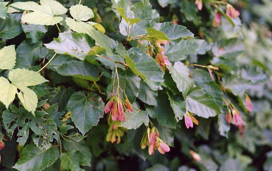 Image of Acer tataricum specimen.