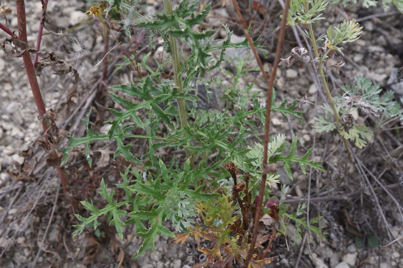 Image of Echinops biebersteinii specimen.