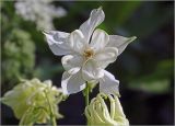 Aquilegia vulgaris