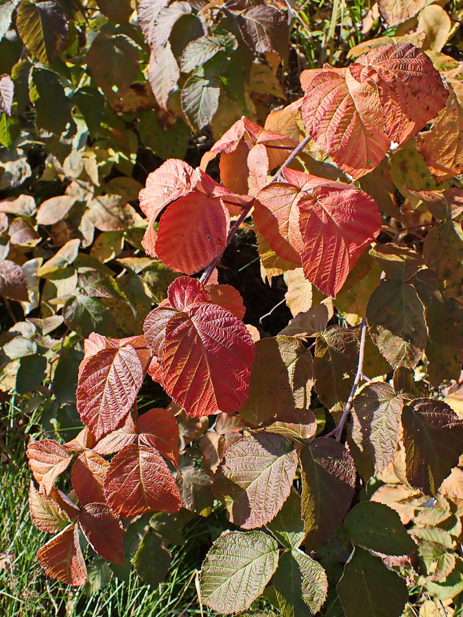 Изображение особи Rubus matsumuranus.