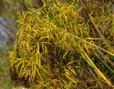 Cenolophium fischeri