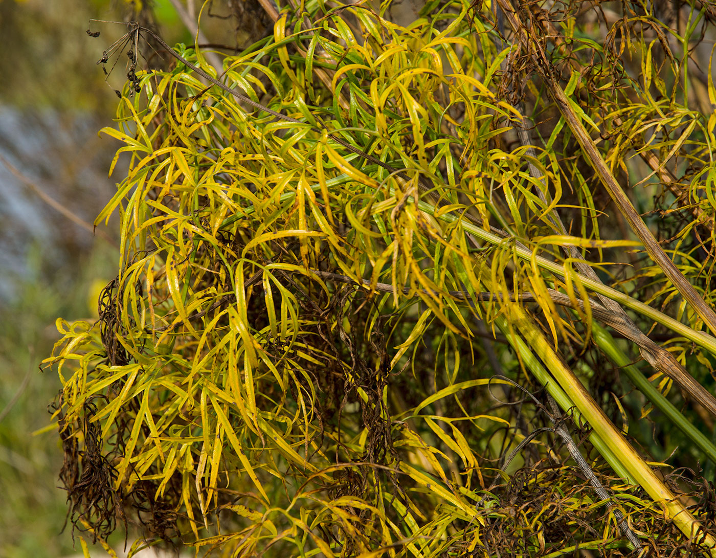 Image of Cenolophium fischeri specimen.