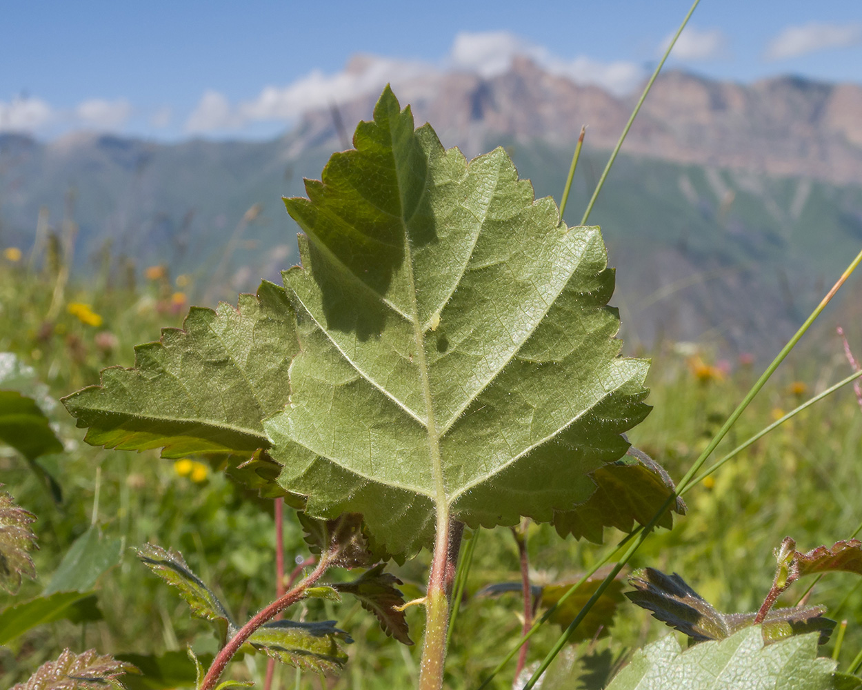 Изображение особи Betula litwinowii.