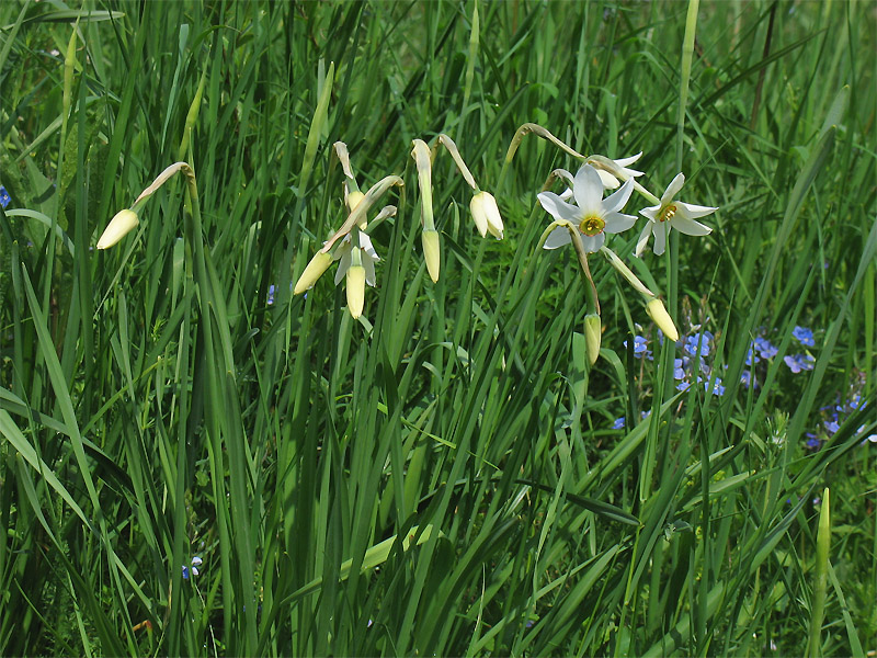 Image of Narcissus angustifolius specimen.