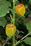 Alkekengi officinarum