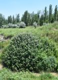 Rubus sanctus