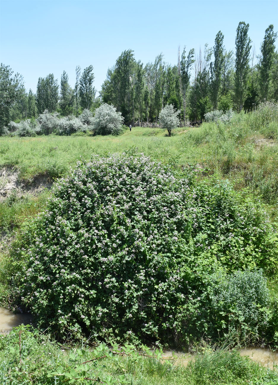 Изображение особи Rubus sanctus.