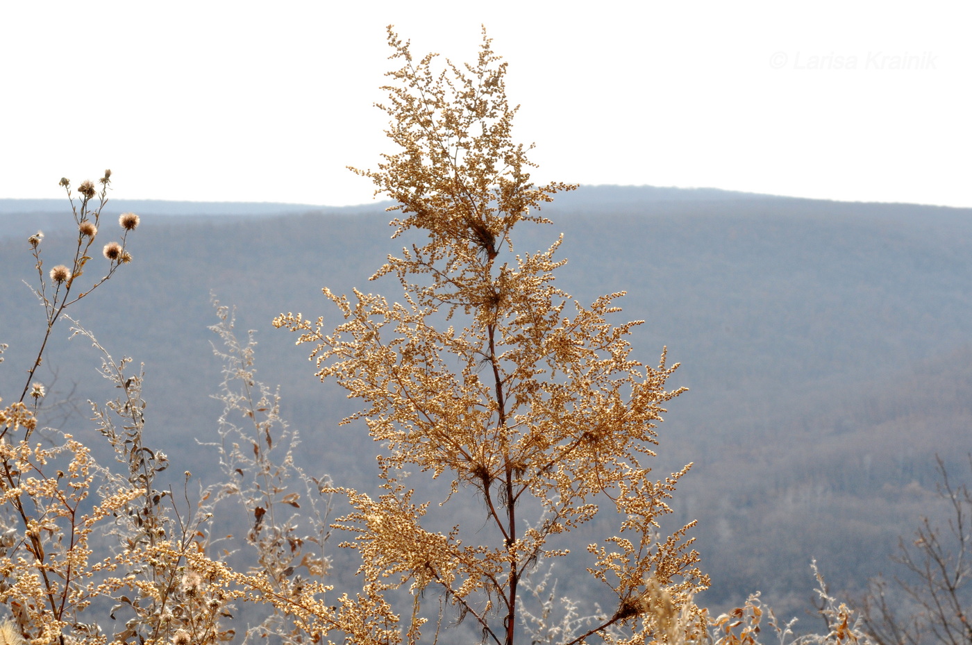 Image of genus Artemisia specimen.