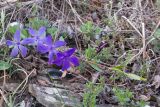 Vinca herbacea