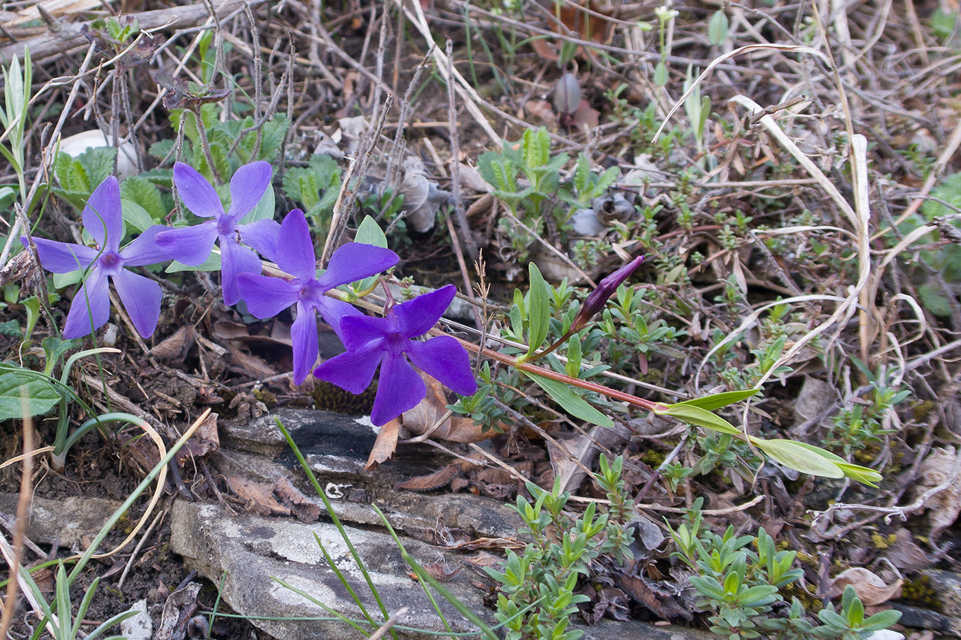 Изображение особи Vinca herbacea.