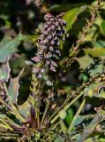 Mahonia bealei. Созревающее соплодие. Краснодарский край, Сочи, Адлерский р-н, в культуре. 09.03.2025.
