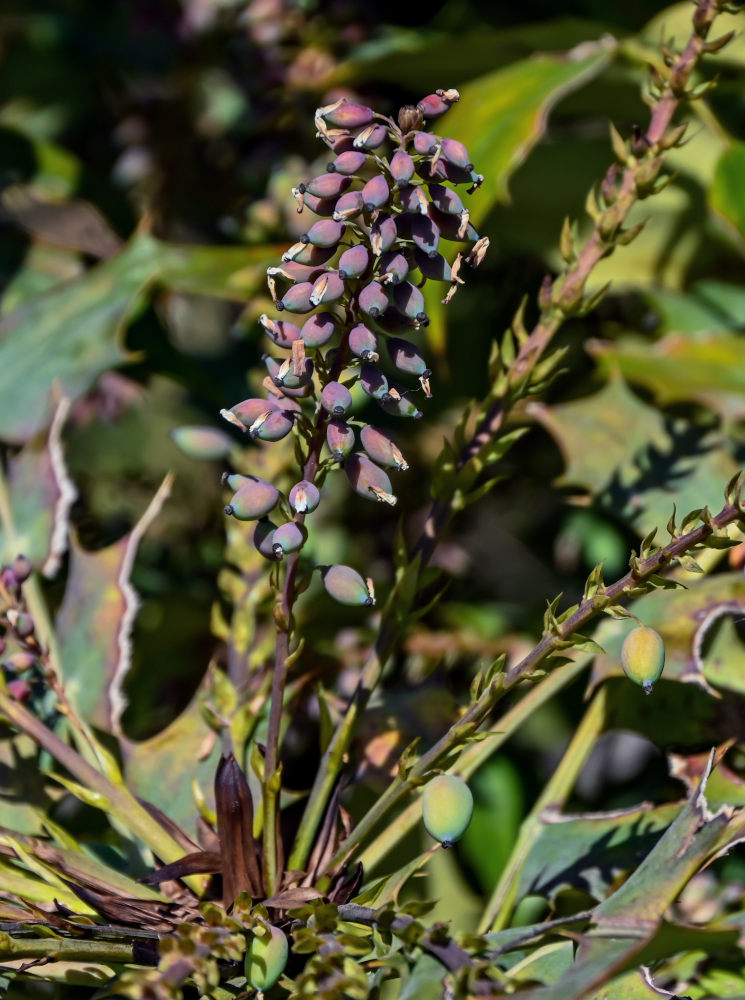 Image of Mahonia bealei specimen.
