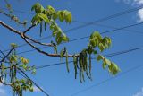 Juglans mandshurica. Цветущая ветвь. Беларусь, г. Витебск, ул. Ленина ок. д. 32, в озеленении. 04.05.2025.