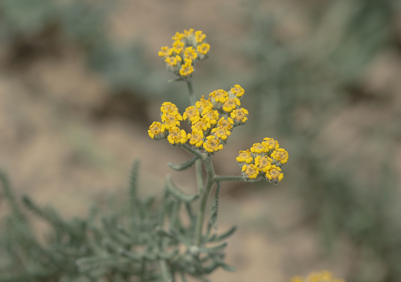 Image of genus Achillea specimen.