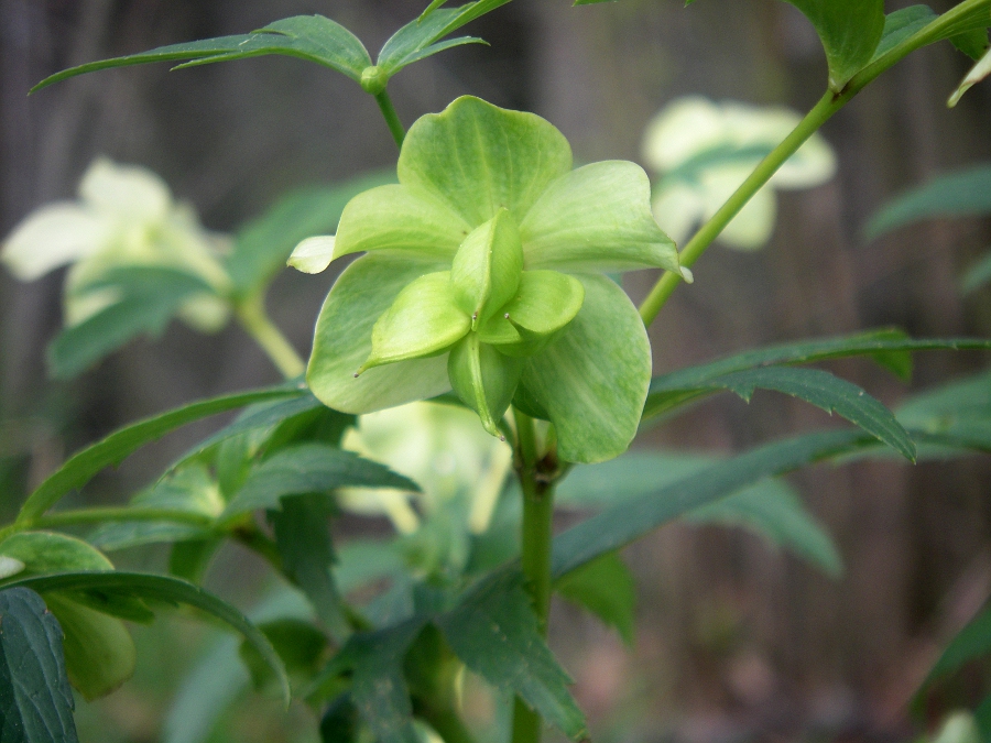 Image of Helleborus viridis specimen.