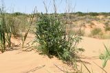 Senecio erucifolius. Вегетирующее растение с формирующимися соцветиями и сухими прошлогодними генеративным побегами в сообществе с Leymus racemosus, Artemisia arenaria (слева), Corispermum hyssopifolium (справа). Астраханская обл., Наримановский р-н, окр. с. Николаевка, бархан Большой Брат, опустыненная степь, участок подвижных песков. 03.06.2025.