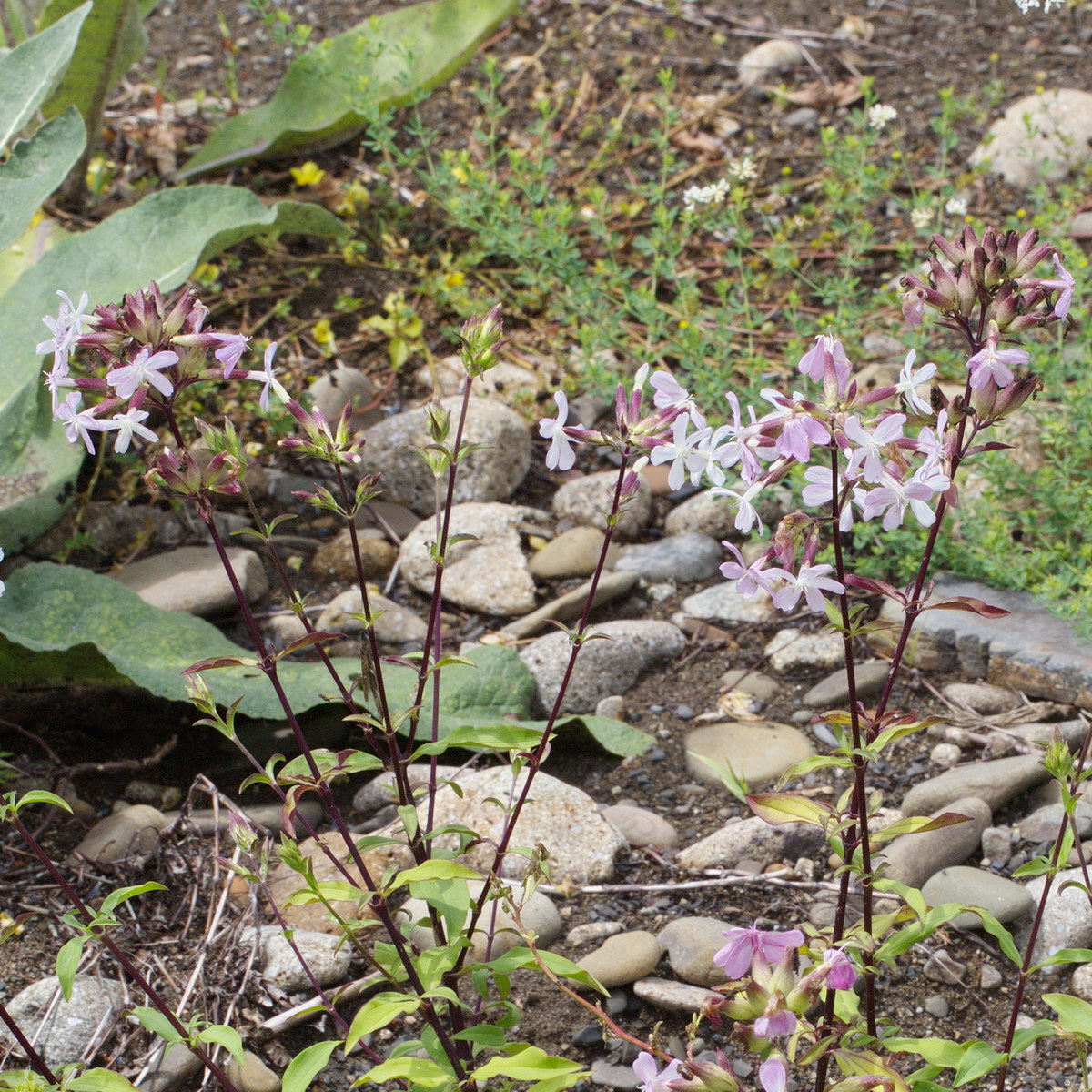 Image of Saponaria officinalis specimen.