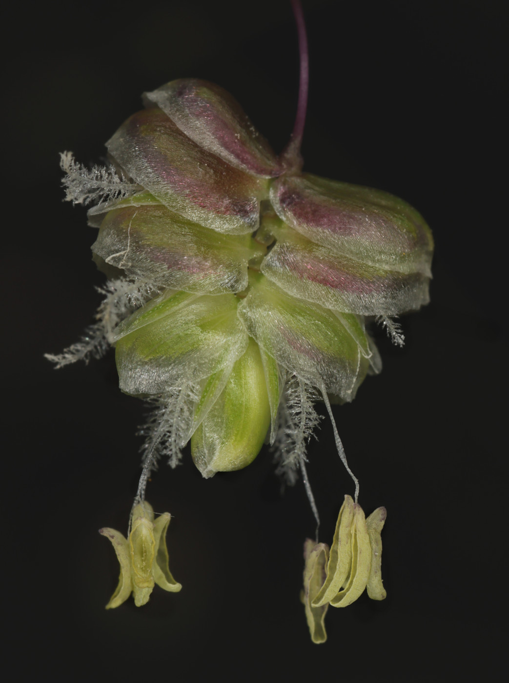 Image of Briza media specimen.