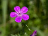 Geranium palustre. Цветок. Ленинградская обл., Ломоносовский р-н, окр. дер. Низино, разнотравный луг. 15.07.2025.